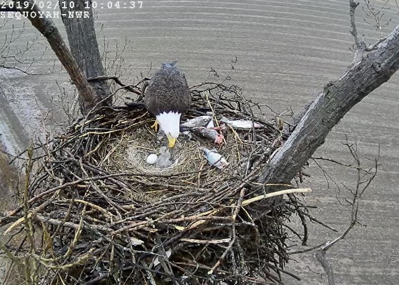 eagle nest.jpg