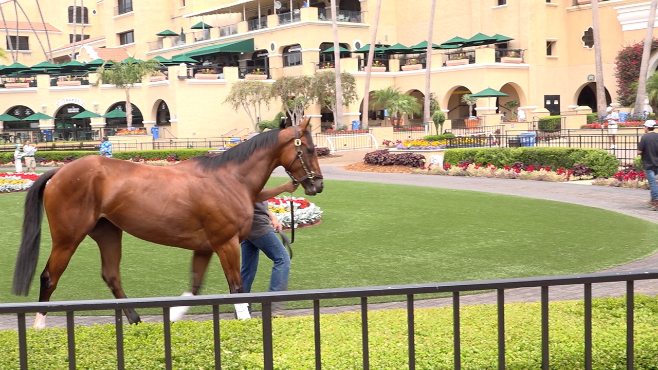 horse.jpg