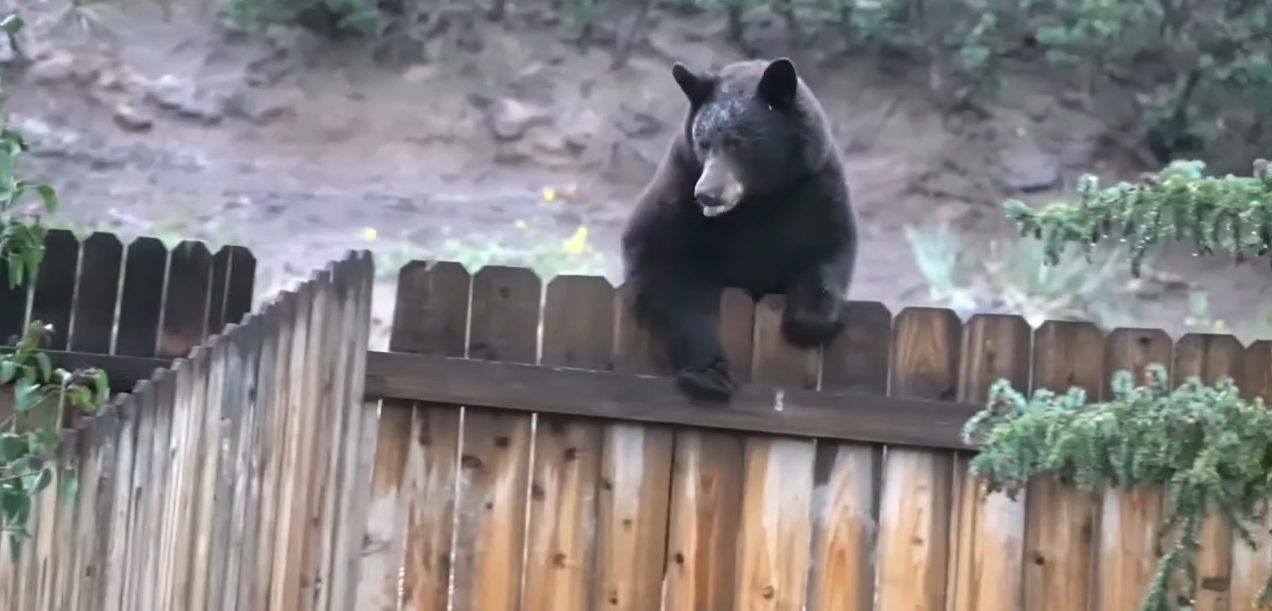 Bear in Mountain Shadows