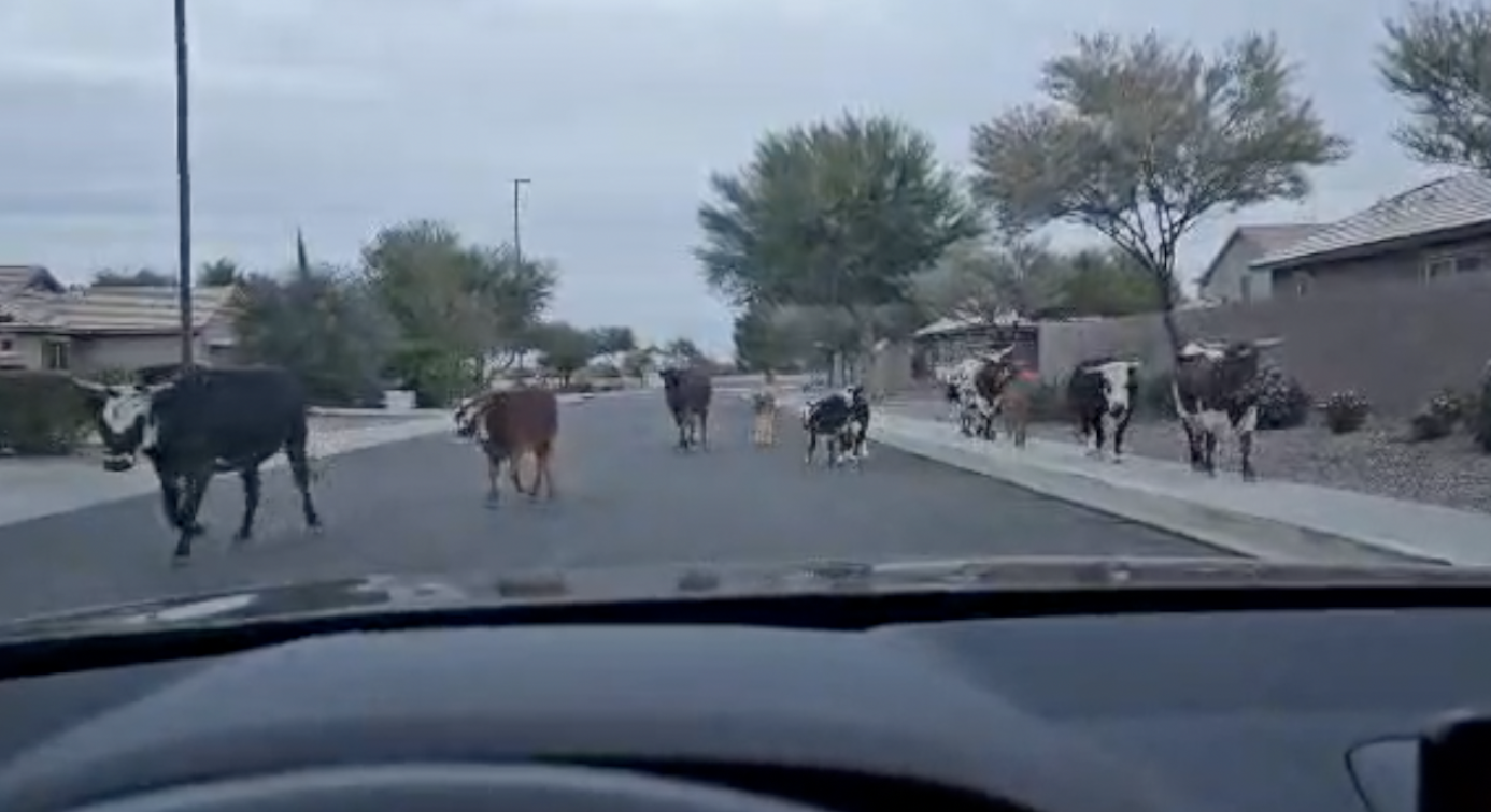 Gilbert cows on the loose