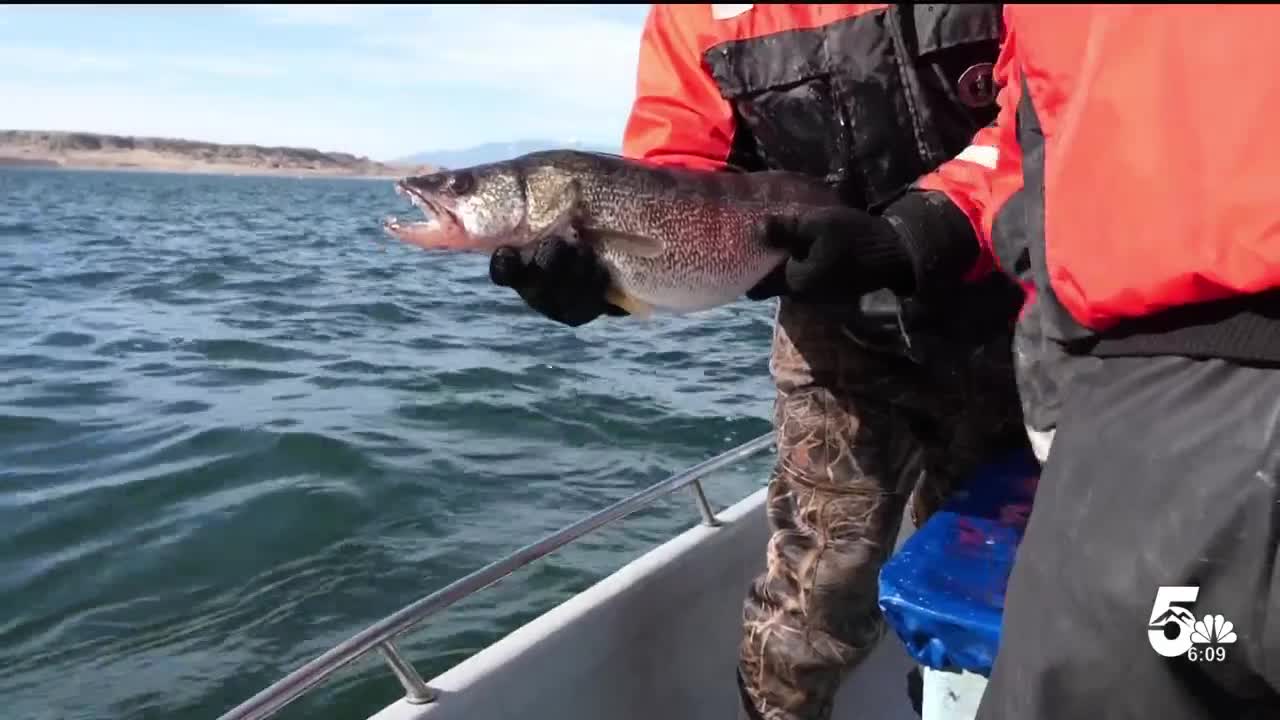 Walleye at Lake Pueblo