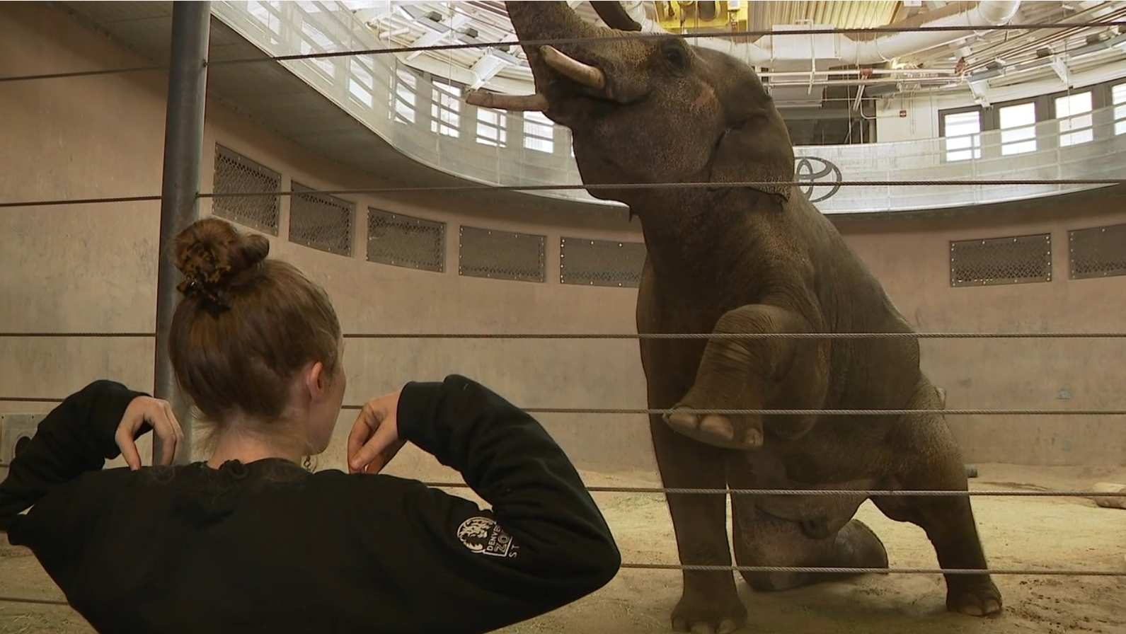Elephant Yoga