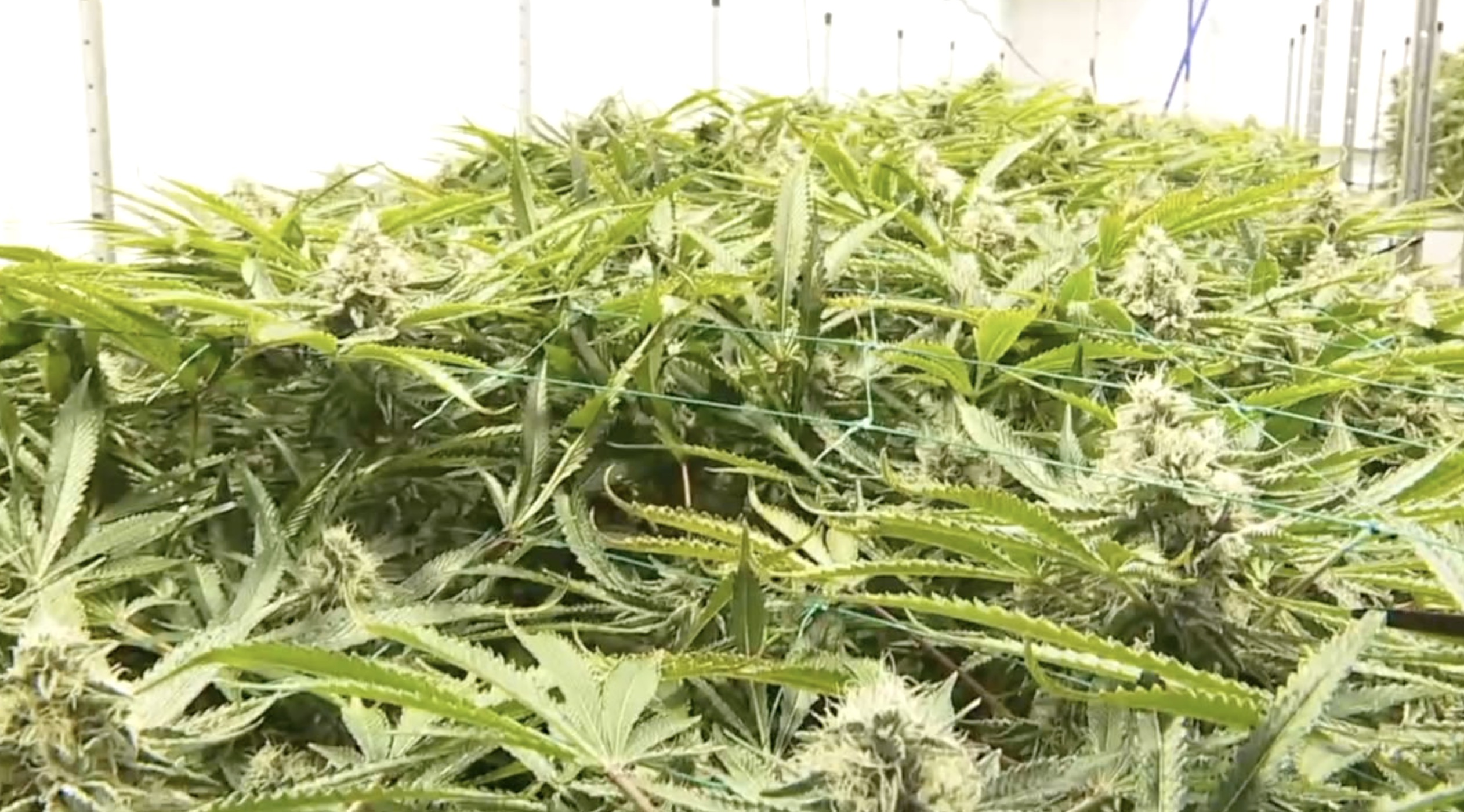 Screenshot 2025-12-31 at 6.11.43 PM.jpg