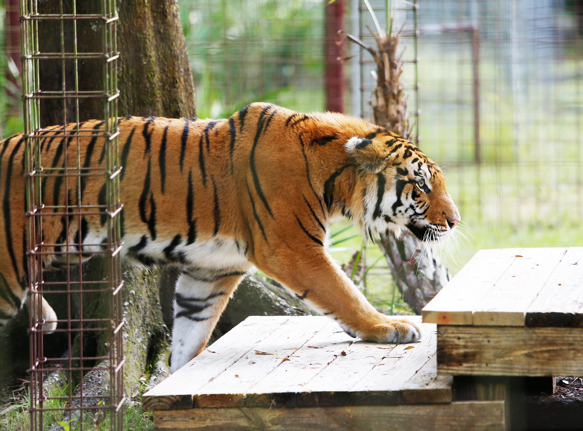 Big Cat Rescue Sanctuary