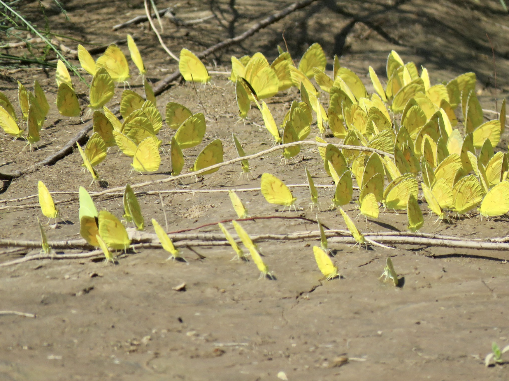 butterflies.png
