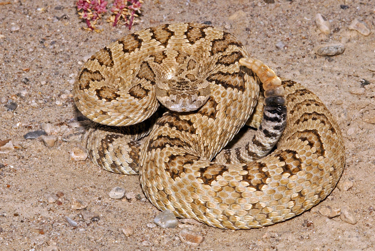 Safety tips when around rattlesnakes