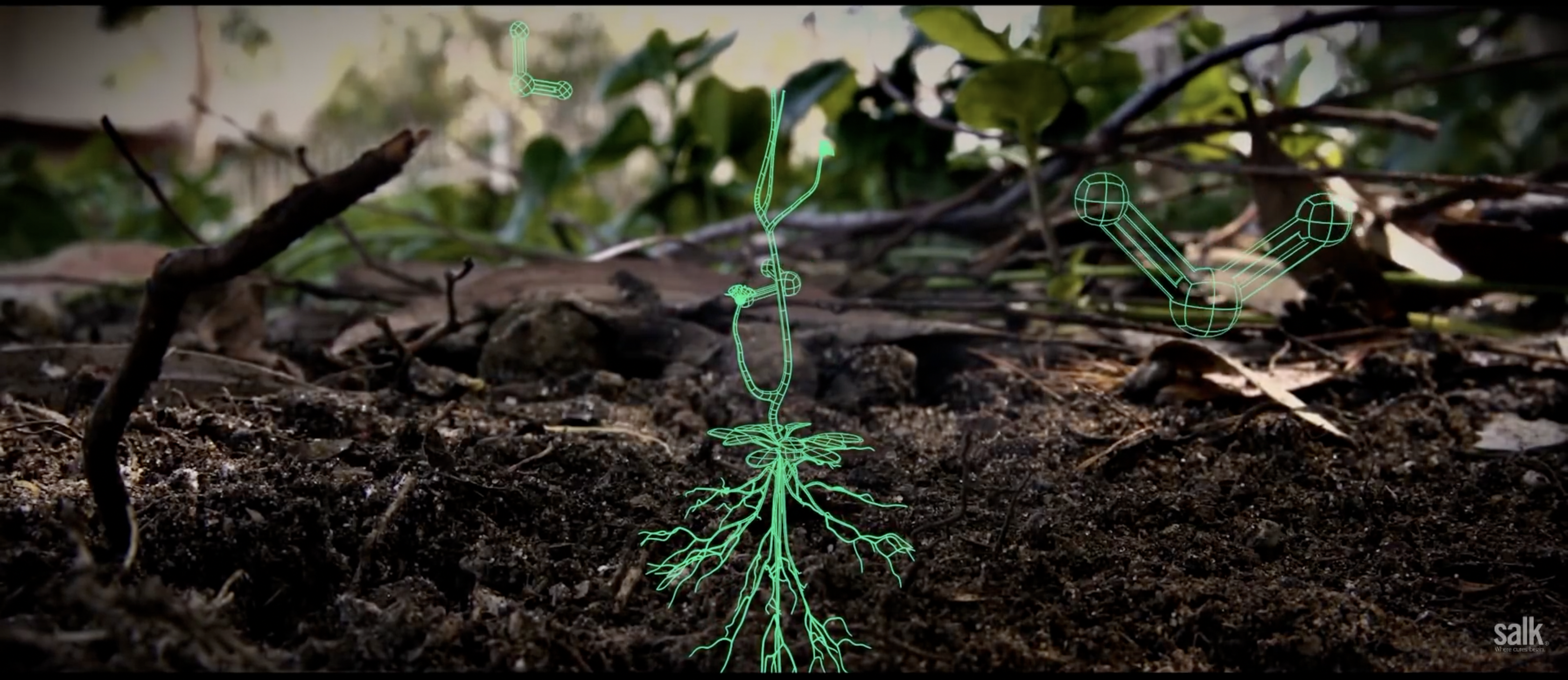 Salk Institute Harnessing Plants Initiative