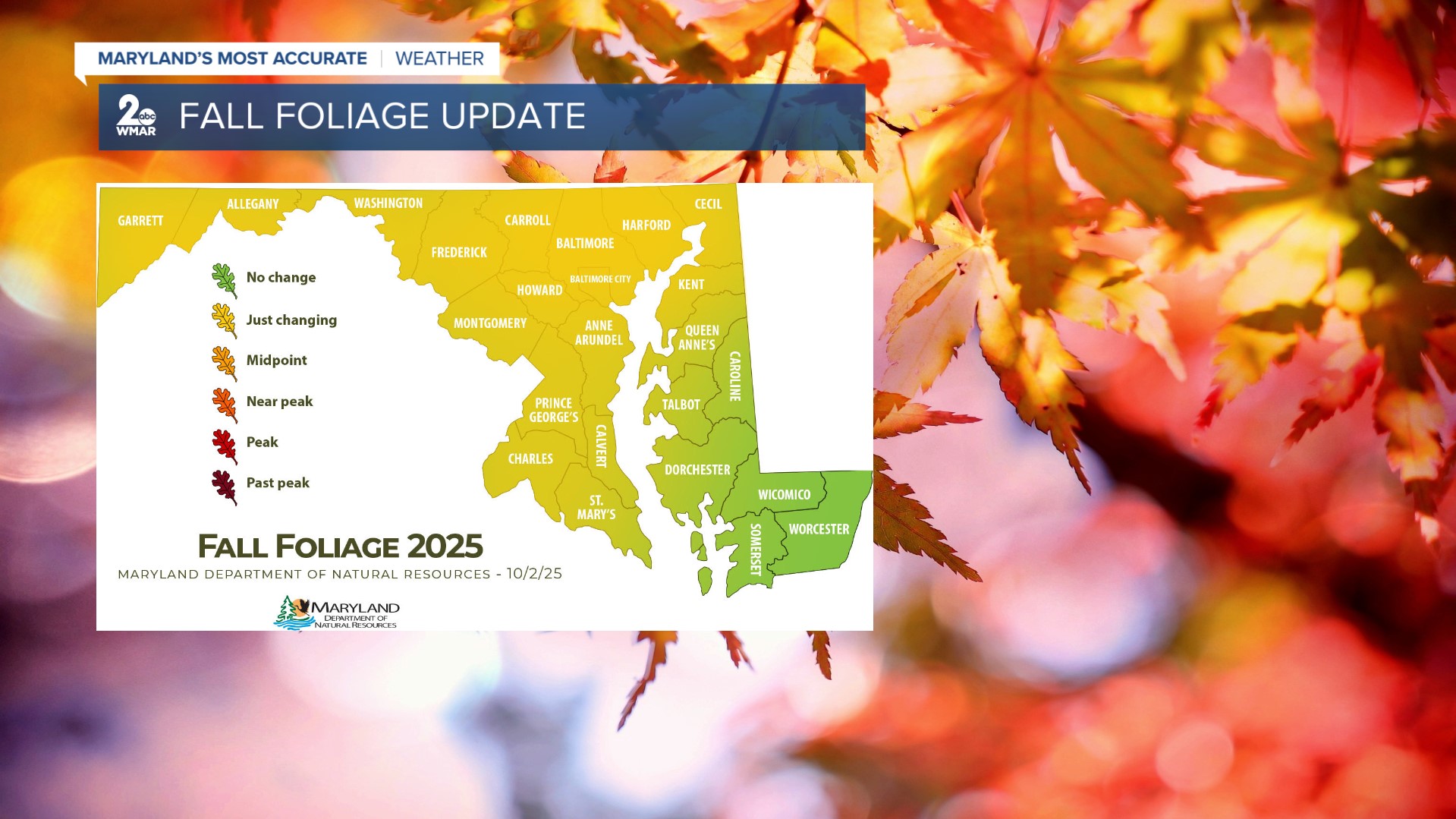 fall foliage.jpg