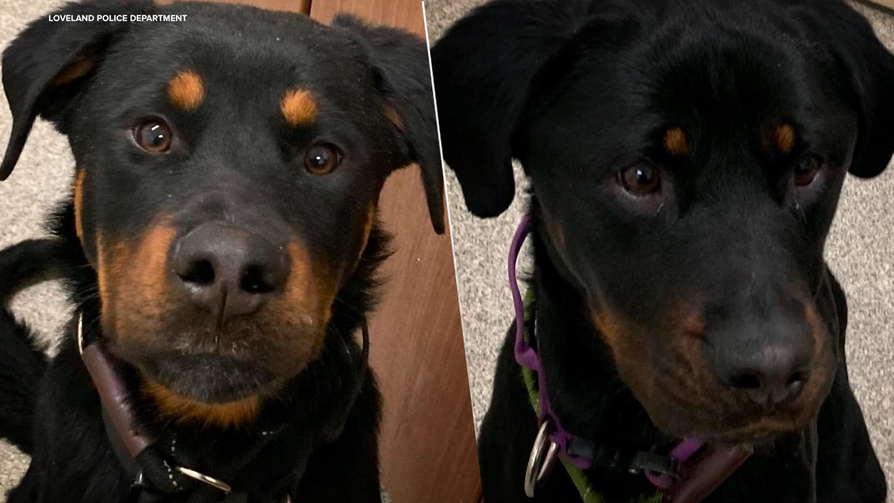 loveland dogs animal cruelty.png