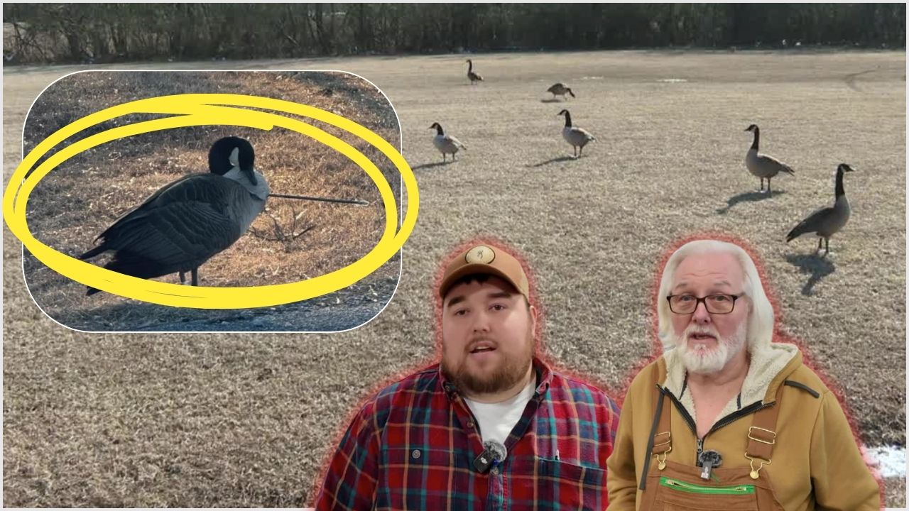Colonial Heights Geese Shot 