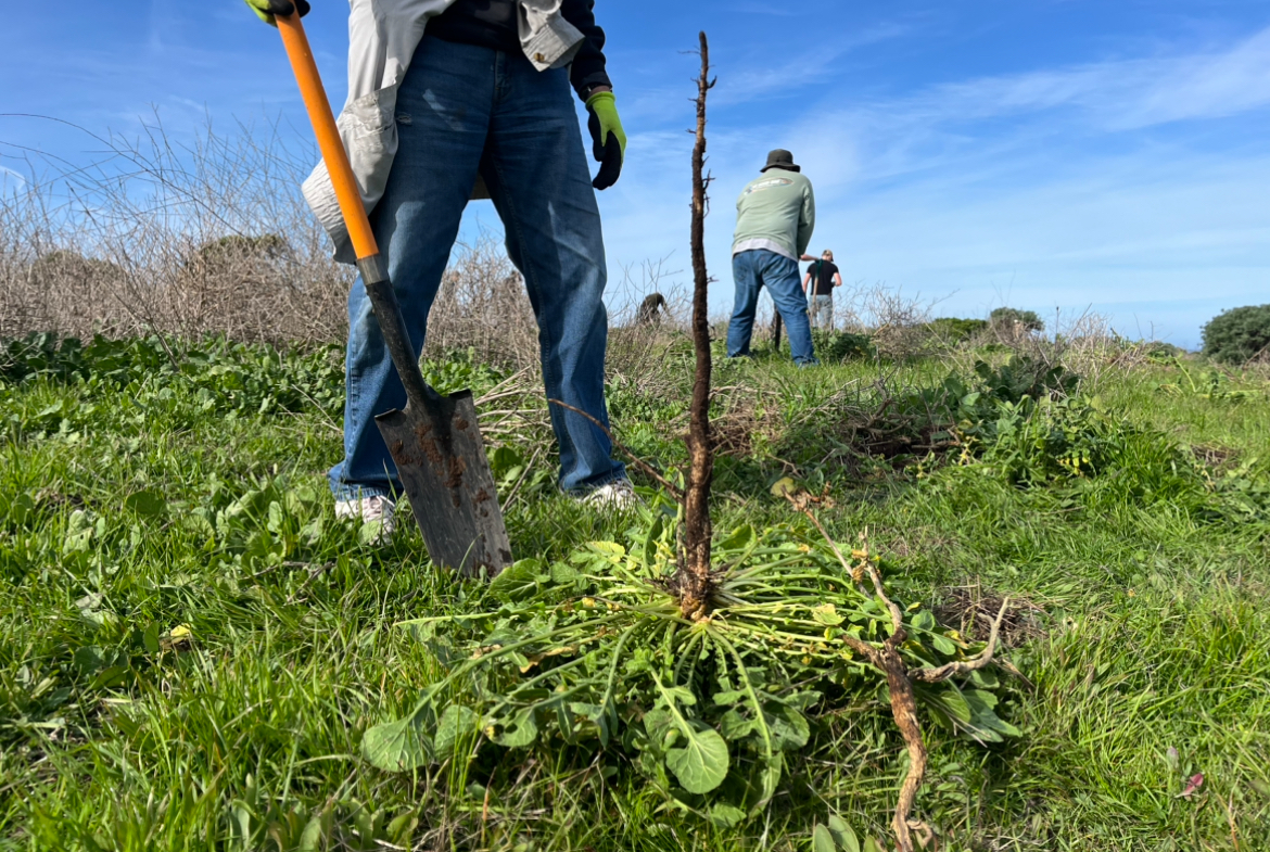 Volunteers pulling invasive mustard plants at Fiscalini Ranch 