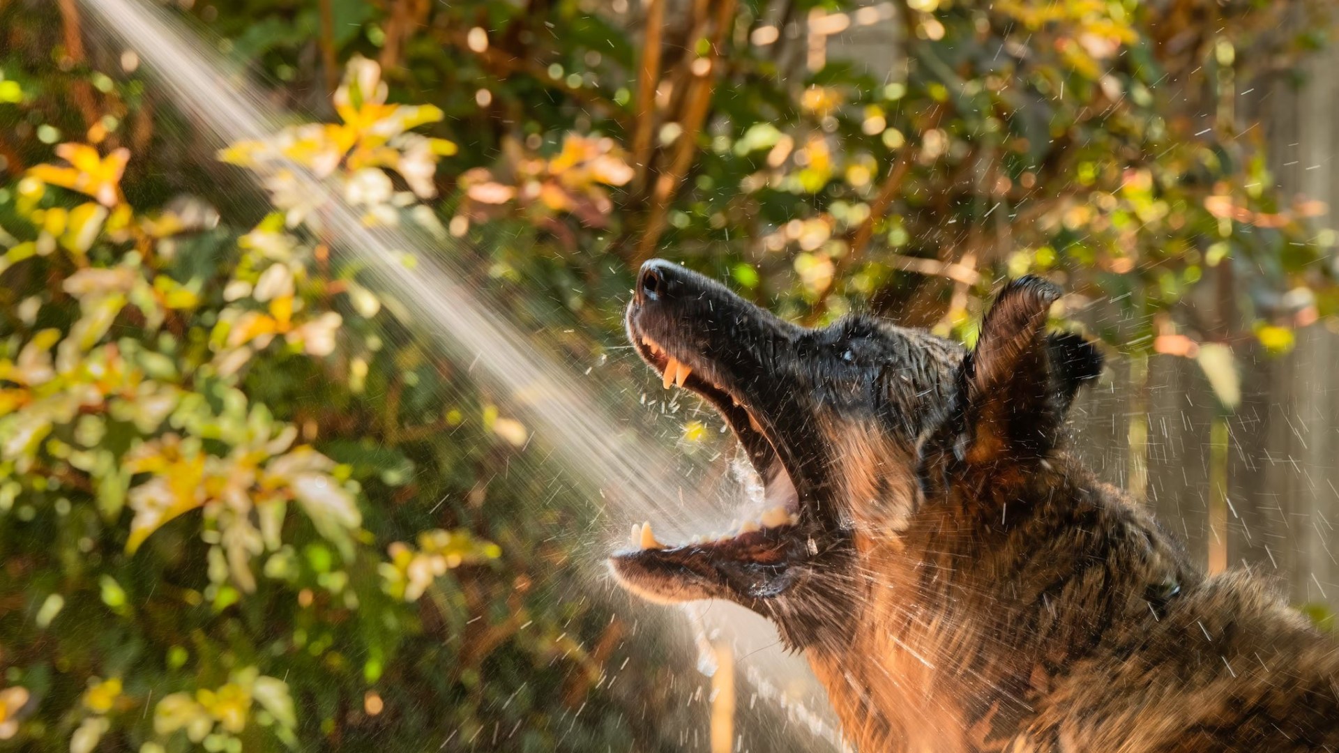 Pup cooling off in Colorado