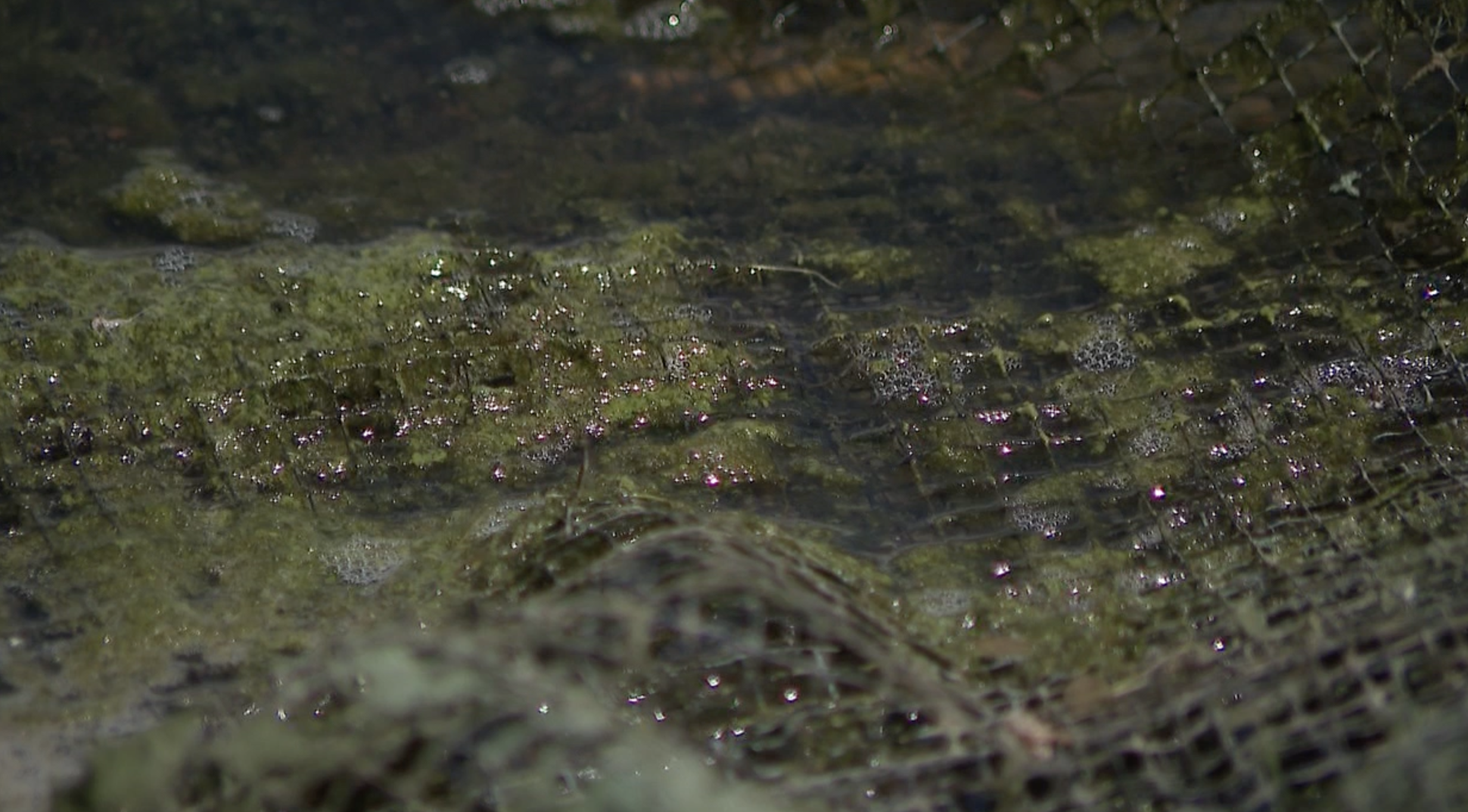 Toxic algae bloom