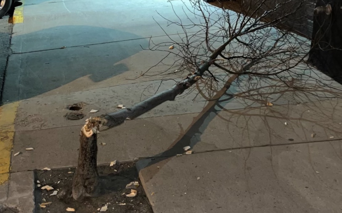 Butte business owners distraught by trees chopped down in act of vandalism - Vimarsana News