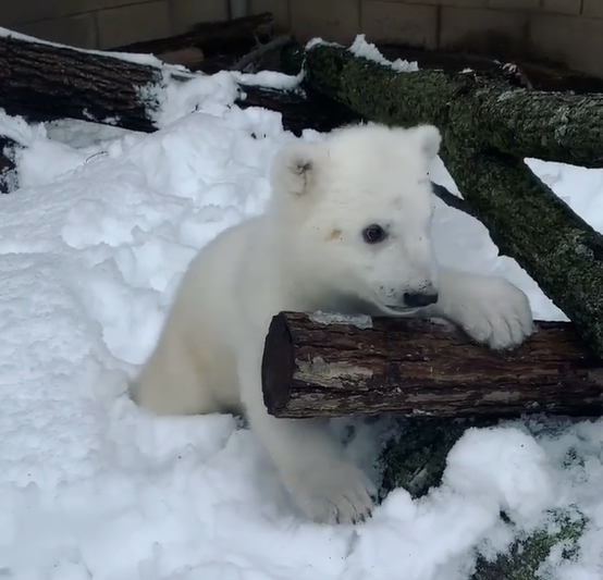 Detroit Zoo polar bear