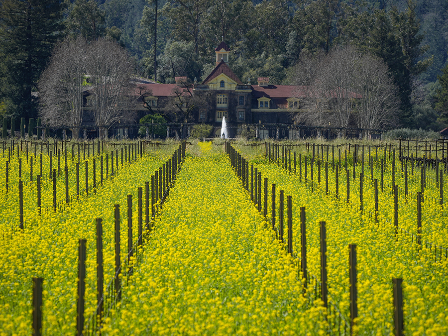 California Wine Country Mustard