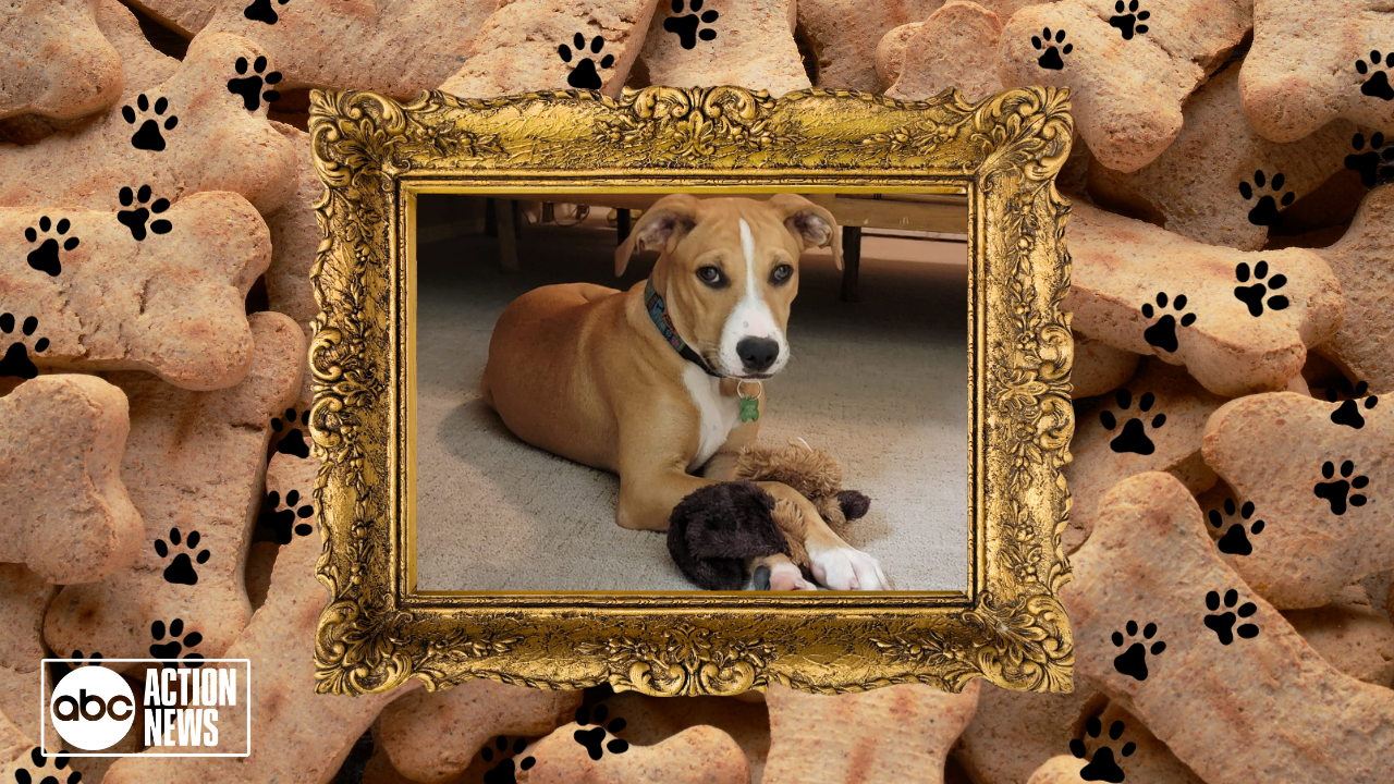 Rescues in Action: Pete