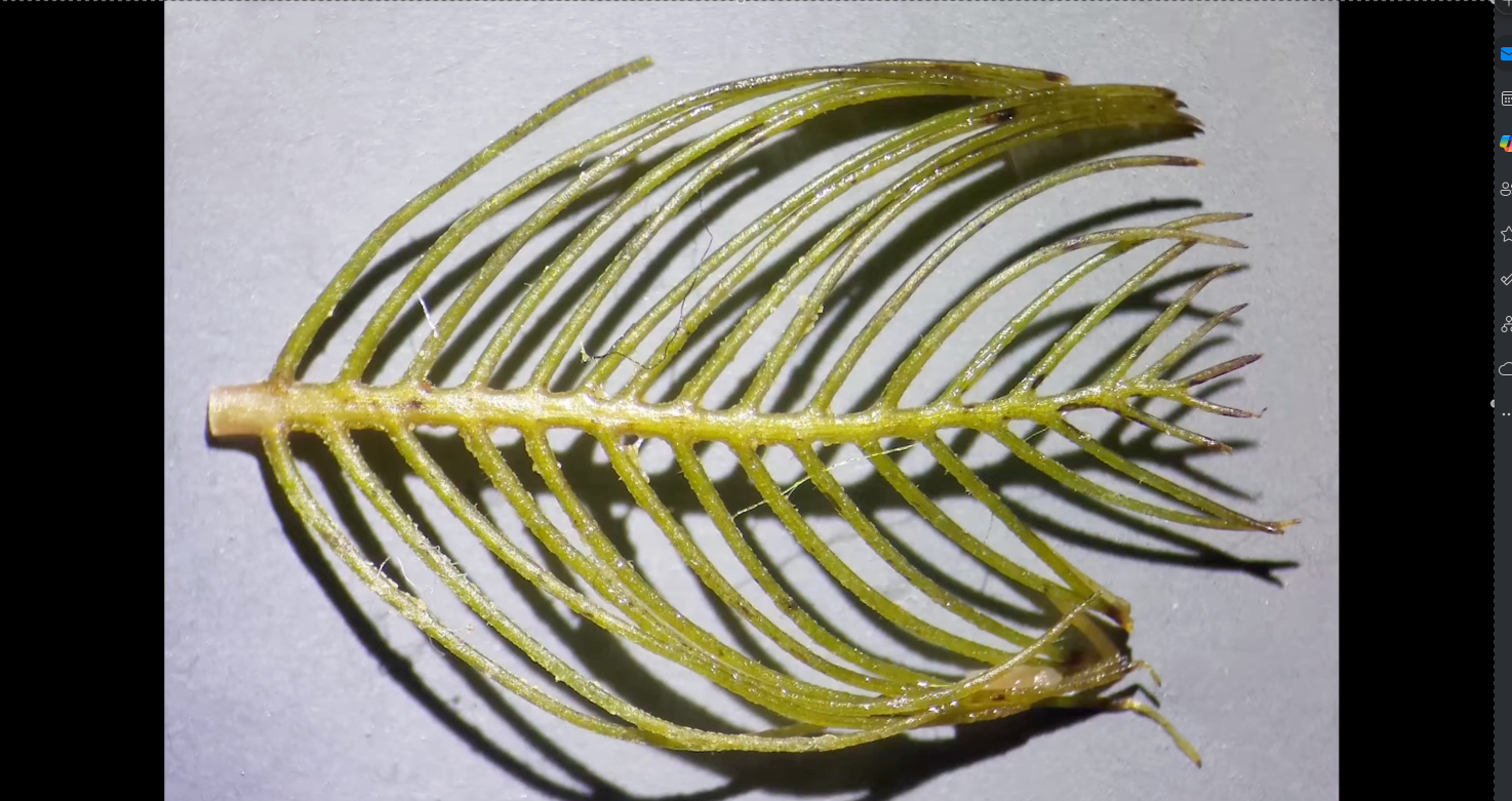 Eurasian Watermilfoil, USDA