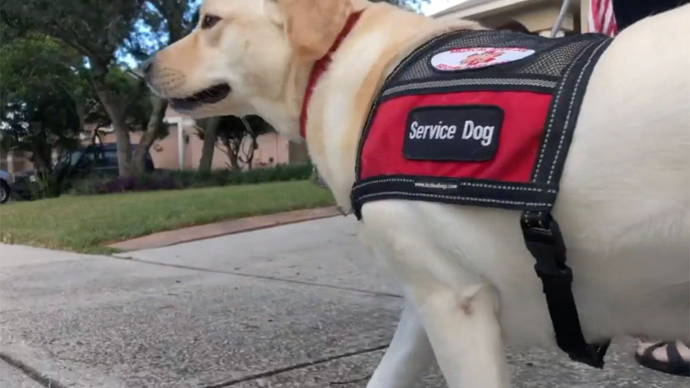 wptv-service-dog-.jpg