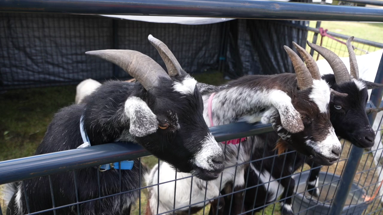 Goats at the Eagle Days festival over the weekend