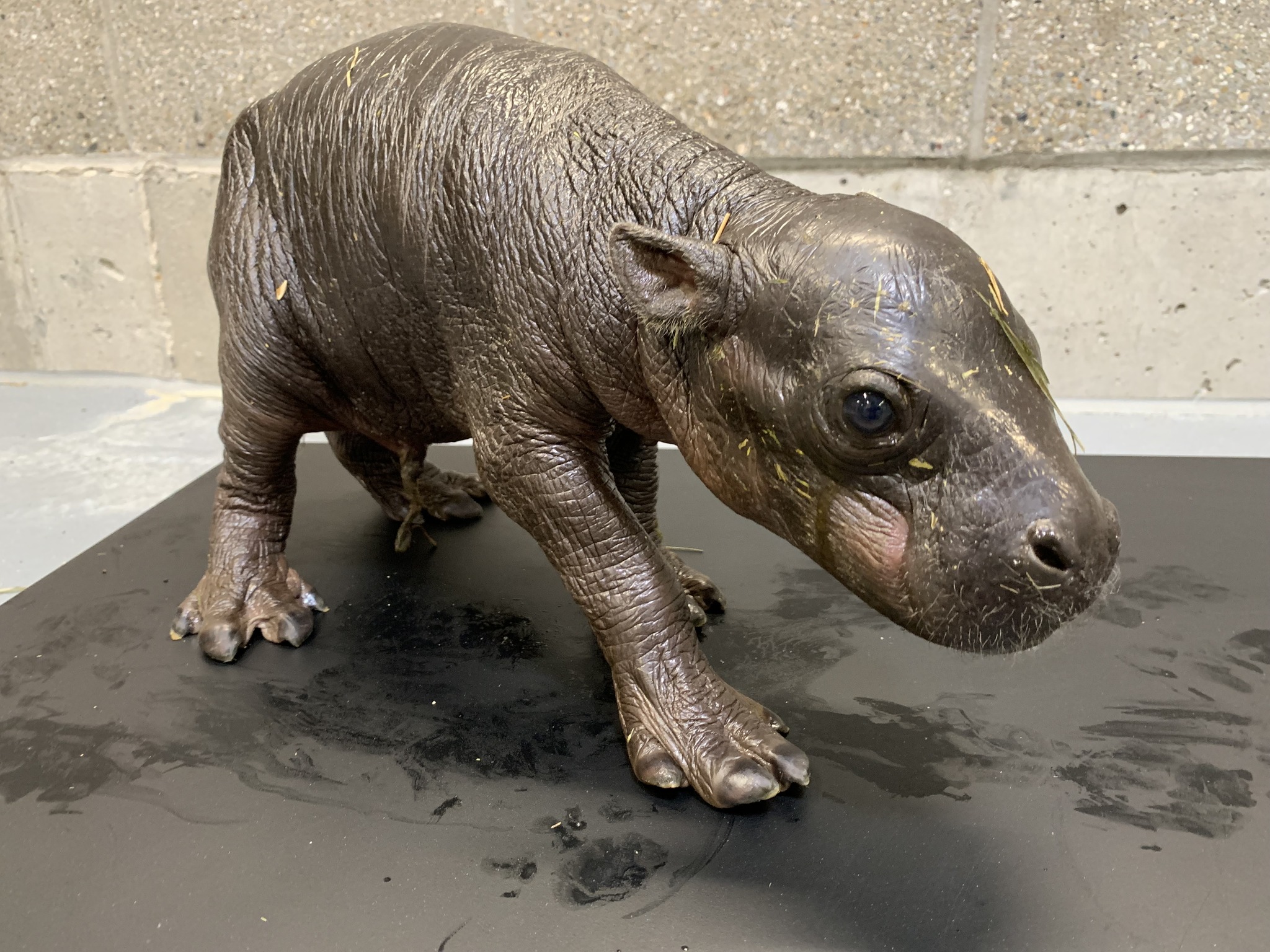 Hugo the hippo 3.jpg