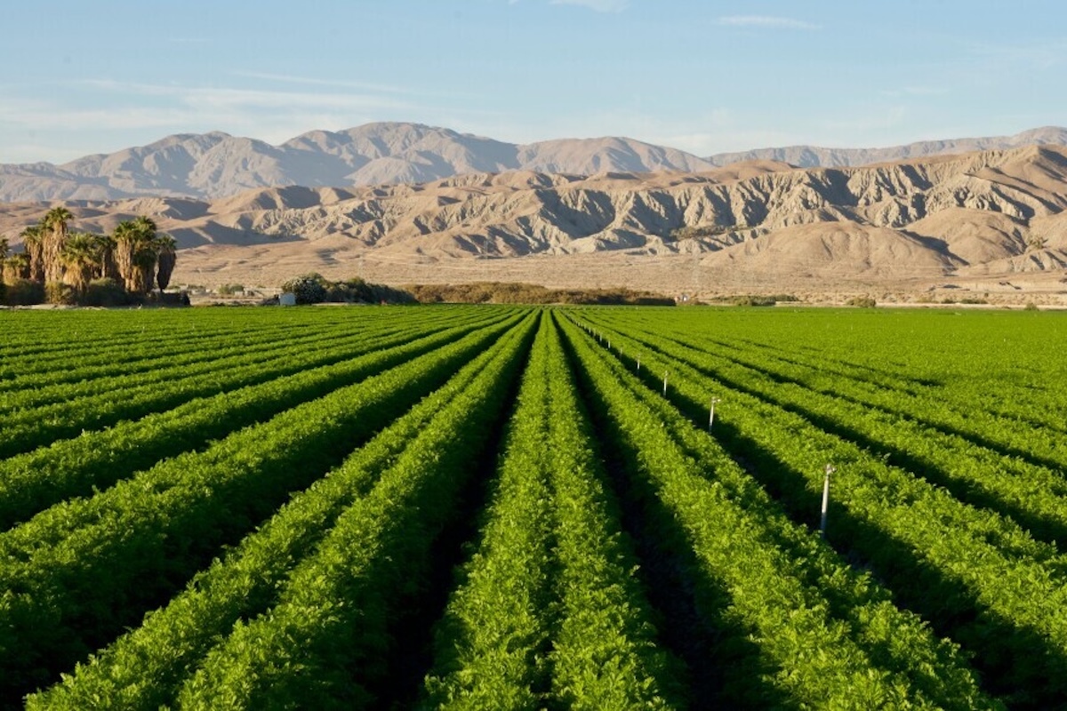 Desert Farm.jpg