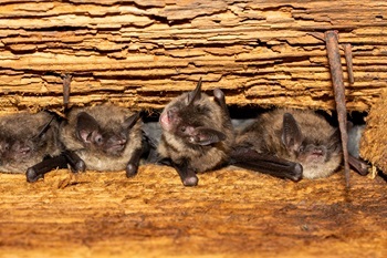 little-brown-bats-usfws-credit-troy-gipps-massachus_original.jpg
