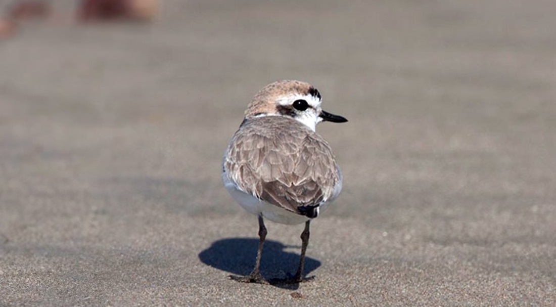 snowy plover generic.jpg