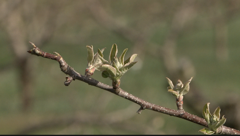 Picture of an apple bud