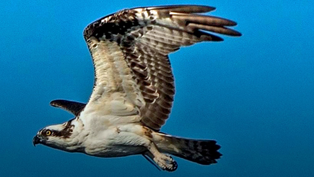 wptv-osprey-.jpg