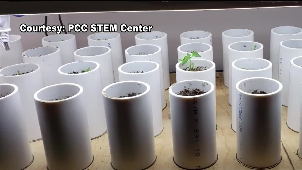 Pueblo Chile seed sent to space grows faster than other seeds.