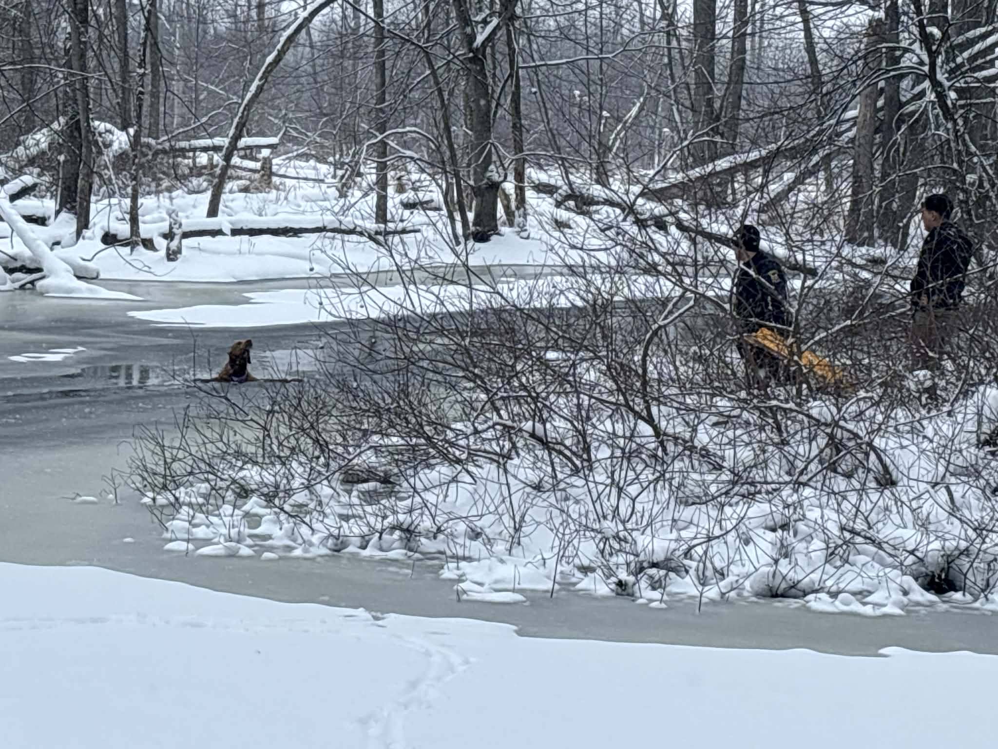 Dog rescued by rescue teams in Rogue River