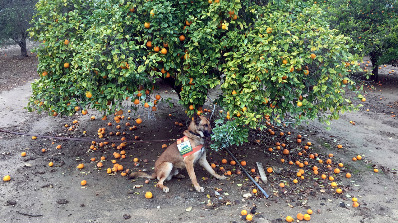 In this February 2017 photo provided by the United States Department of Agriculture, detector canine 'Szaboles' works in a citrus orchard in California searching for citrus greening disease, a bacteria that is spread by a tiny insect that feeds on citrus trees. (Tim R. Gottwald/USDA via AP)