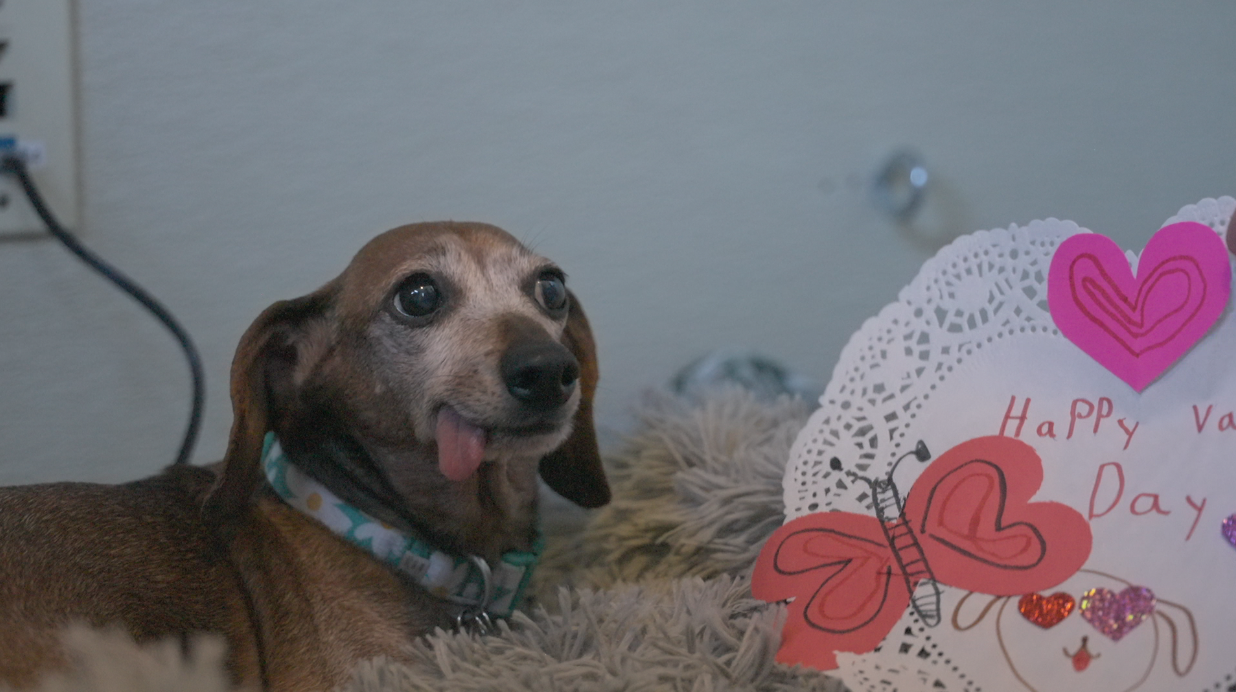 Humane Society Valentine's