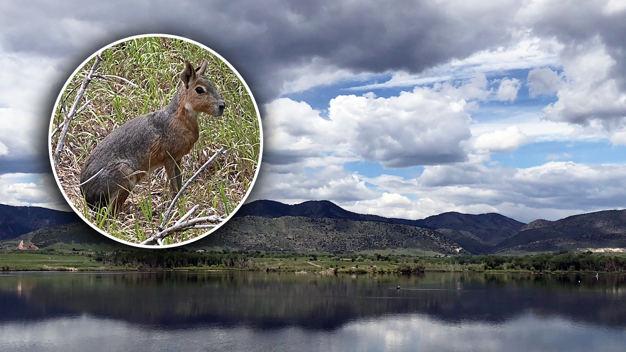 Patagonian Mara at Bear Creek Lake Park.jpg