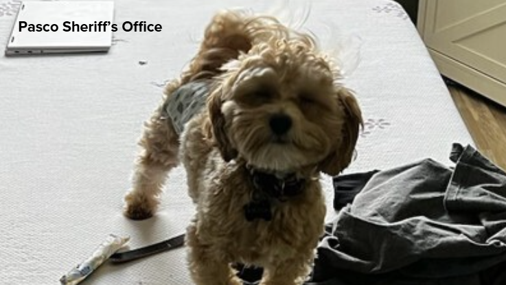 Stolen dog from Port Richey