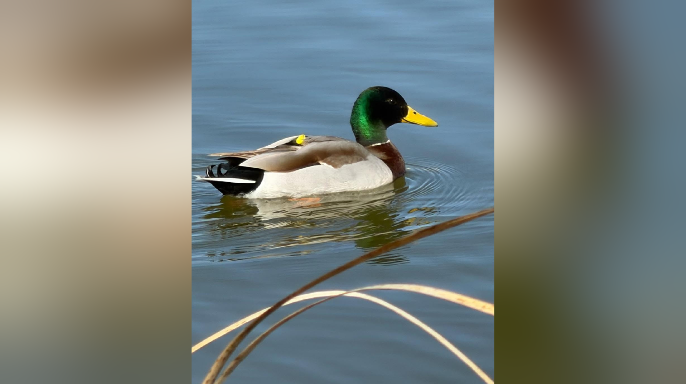 Screen Shot 2026-03-31 at 6.00.33 PM.png