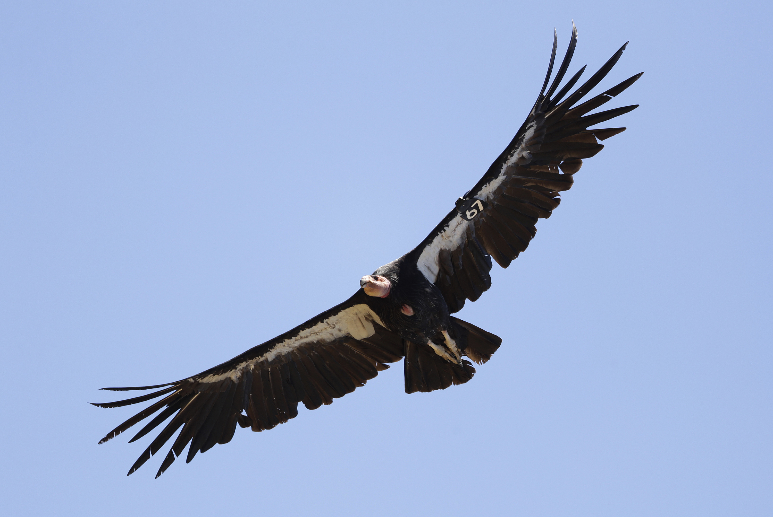 California condor AP Photo