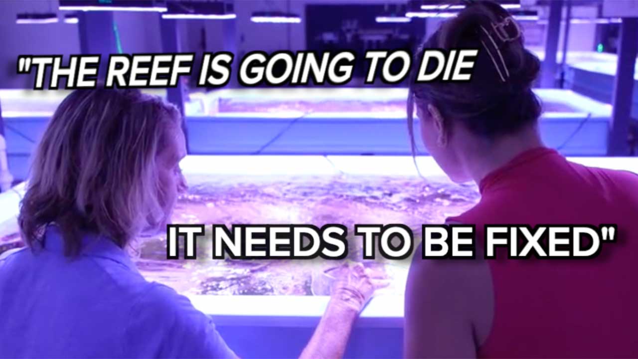 Coral reef threats