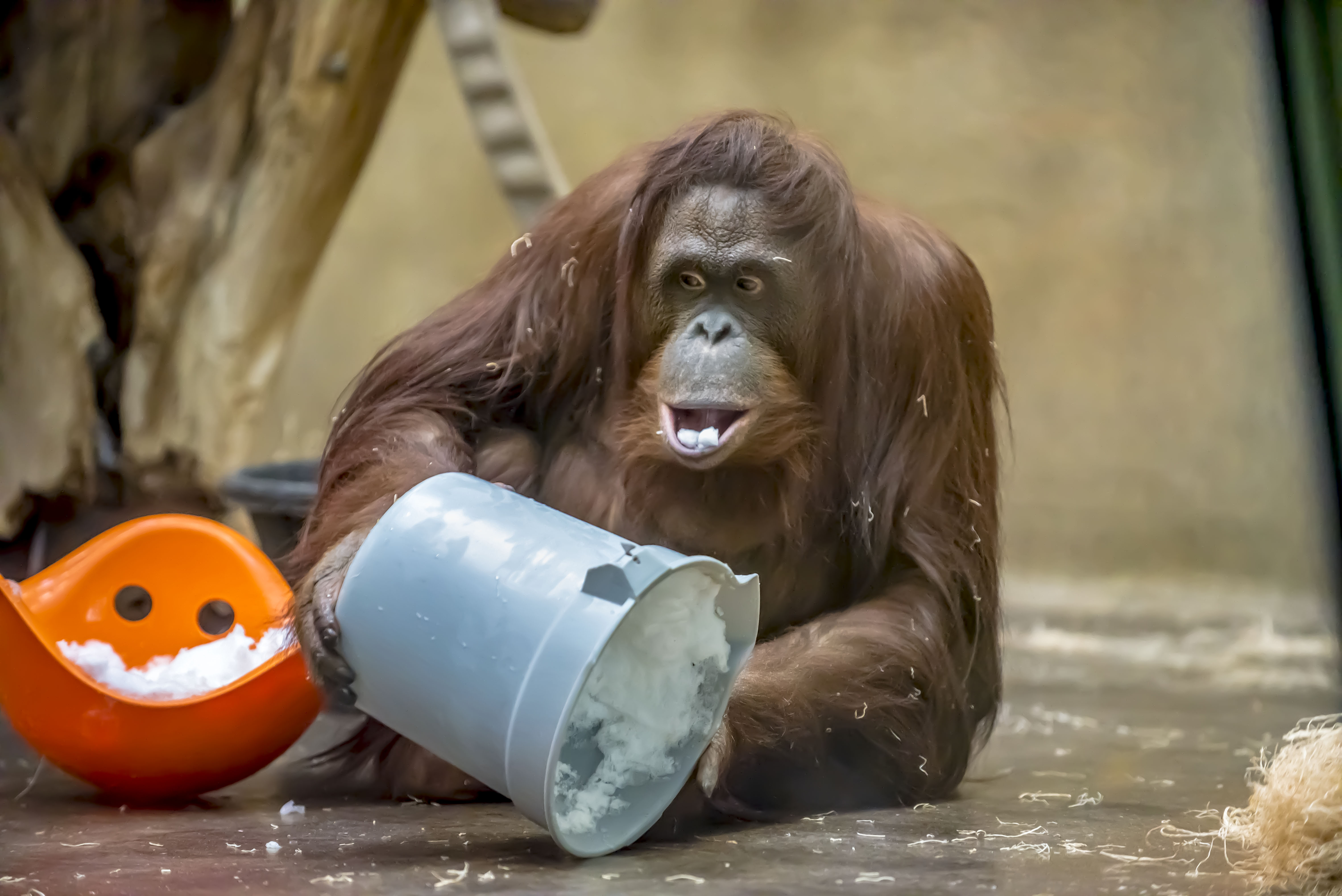 Rayma Bornean orangutan coming to Phoenix Zoo