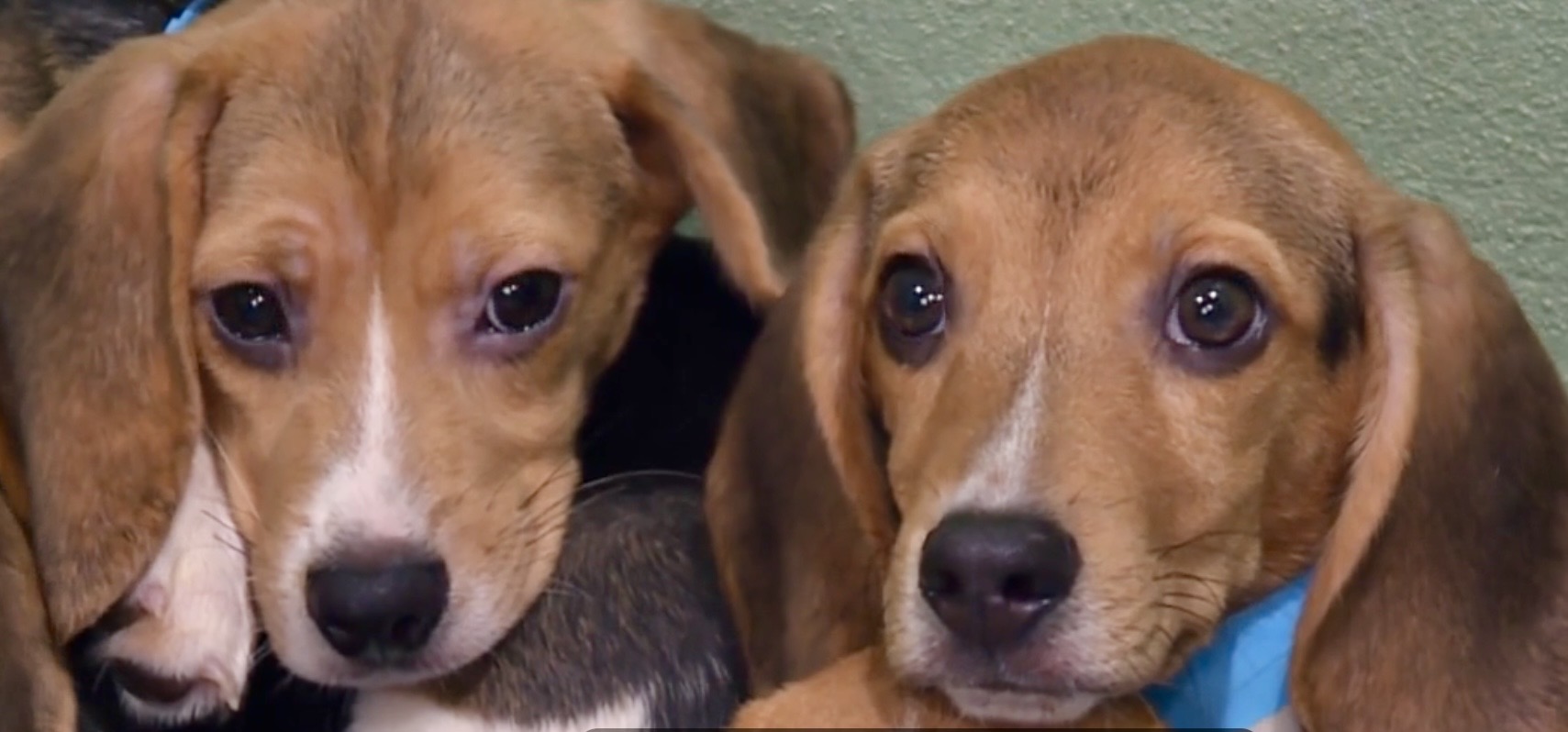 Big Dog Ranch Rescue has welcomed the final 155 beagles from Ridglan Farms, a now-closed Wisconsin testing facility.