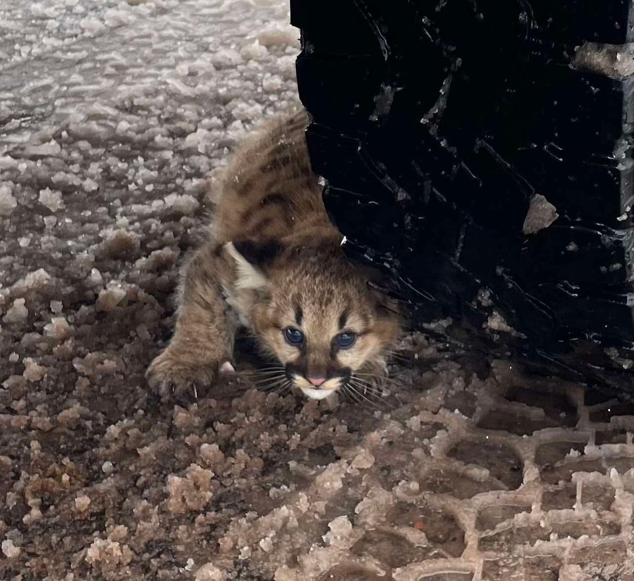 Cougar cubs 3.jpg