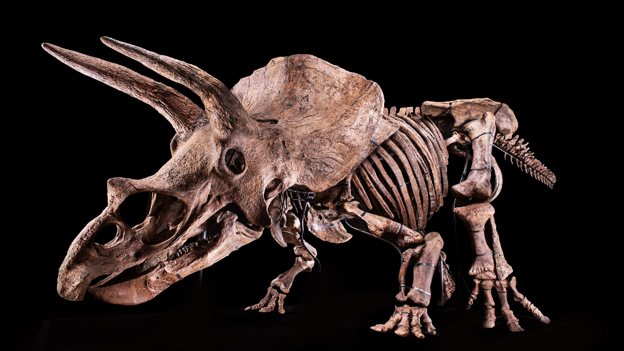 triceratops.png