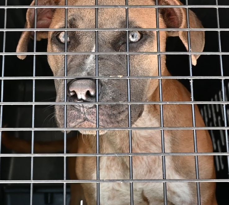 Courtesy of Helen Woodward Animal Center