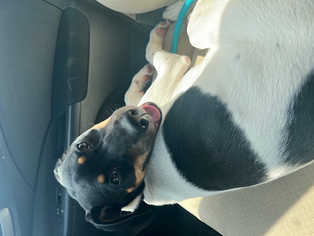 Pet Adoption Tuesday: Meet Elmo!