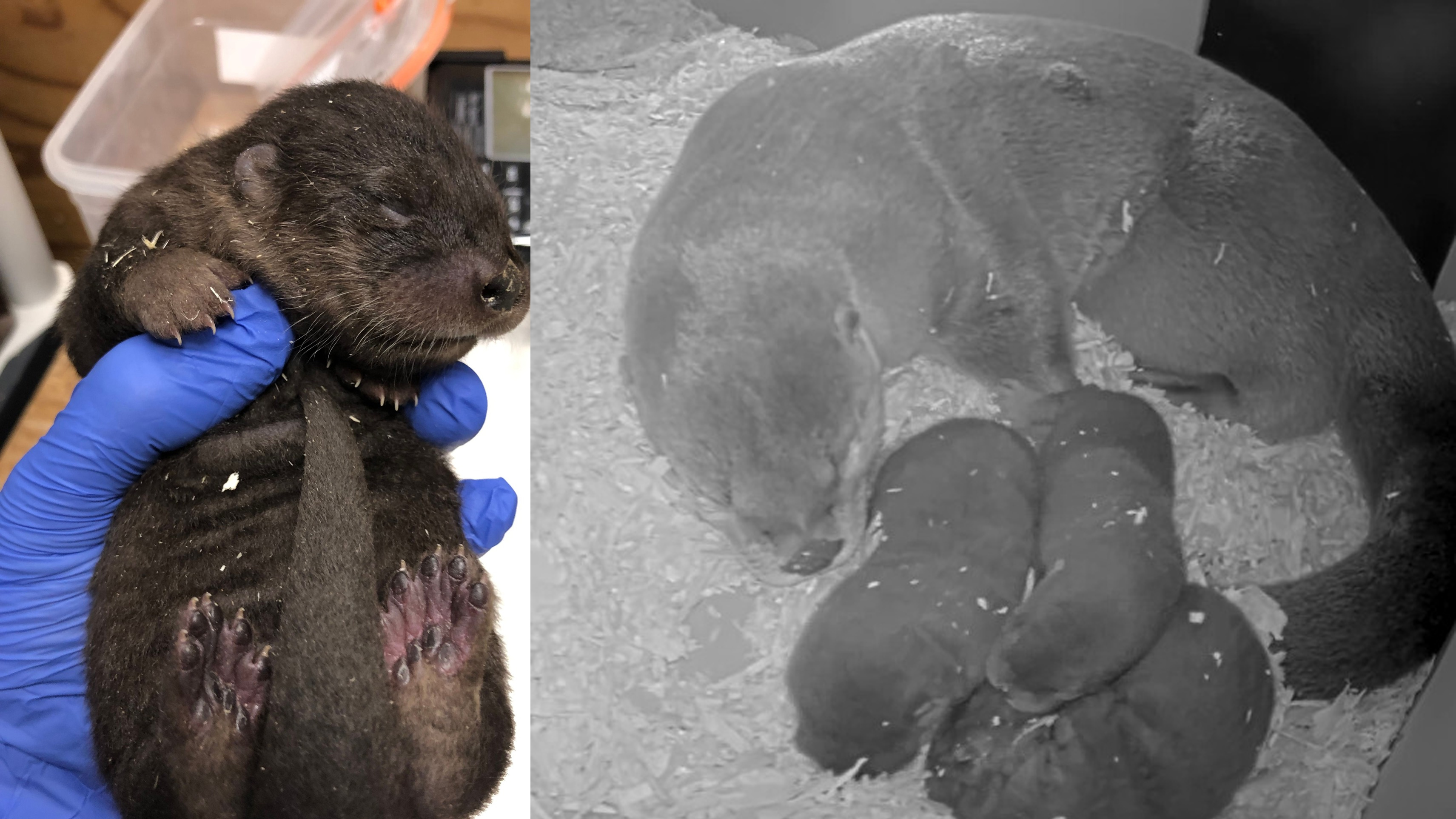 river otter pups born detroit zoo.jpg