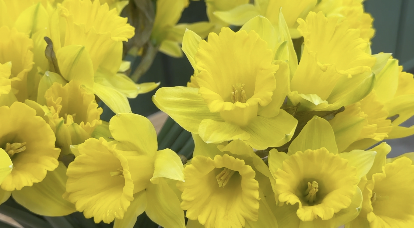 Daffodils