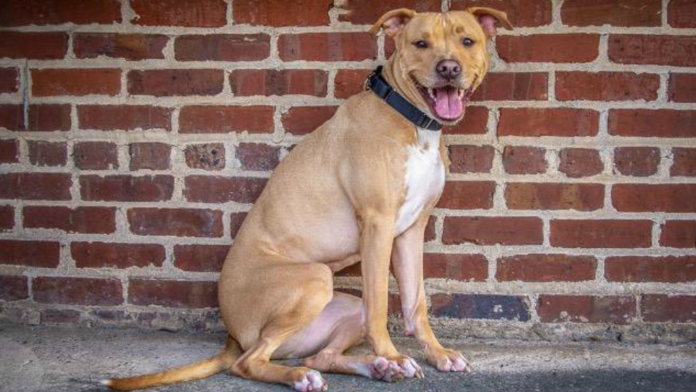 Navin pet of the week