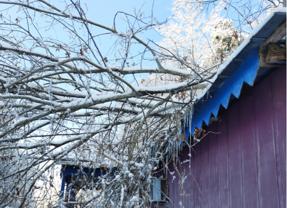 Tree on roof.PNG