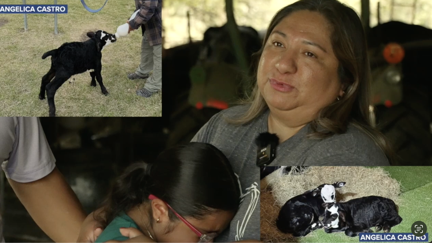 Cattle theft devastates Calvert family, highlights growing crime trend across Central Texas